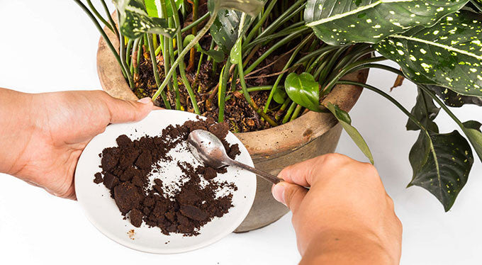 Are Coffee Grounds Good for Plants?