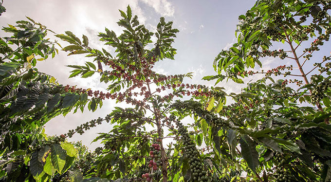 The Coffee Growing Process: From Farm to Table