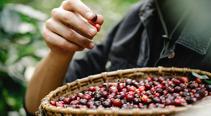 What is Fair Trade Coffee?